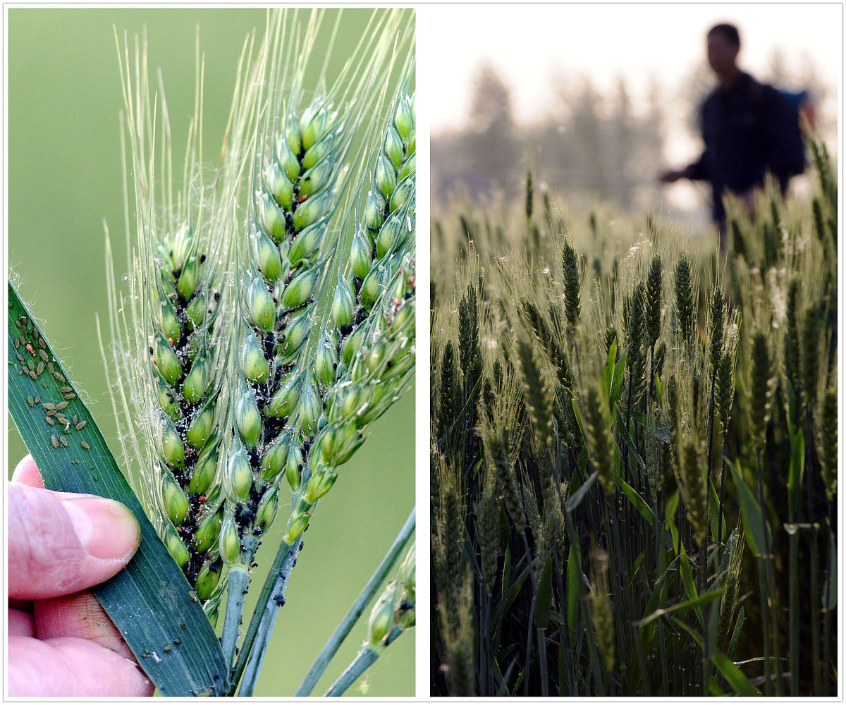 小麦扬花期用什么药？最佳用药方案及注意事项