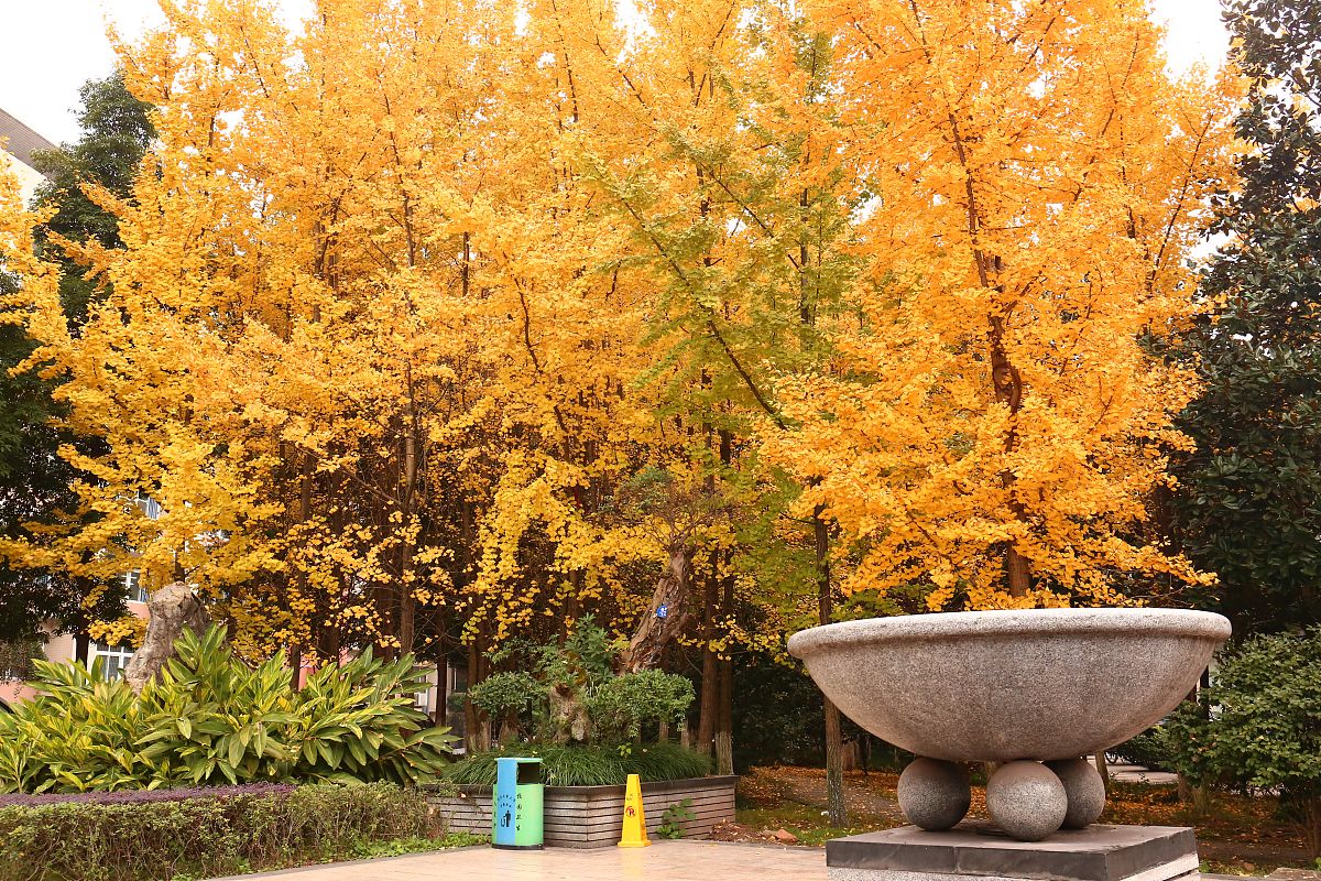 重庆工商学校2019年会计专业招生简章 - 报名条件、课程设置、就业前景