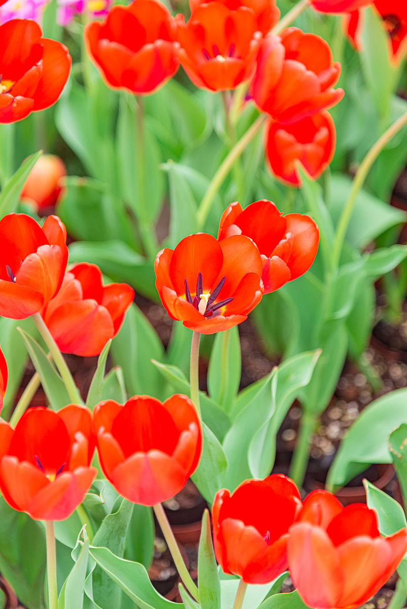 耧斗菜和郁金香如果搭配回答+拓展