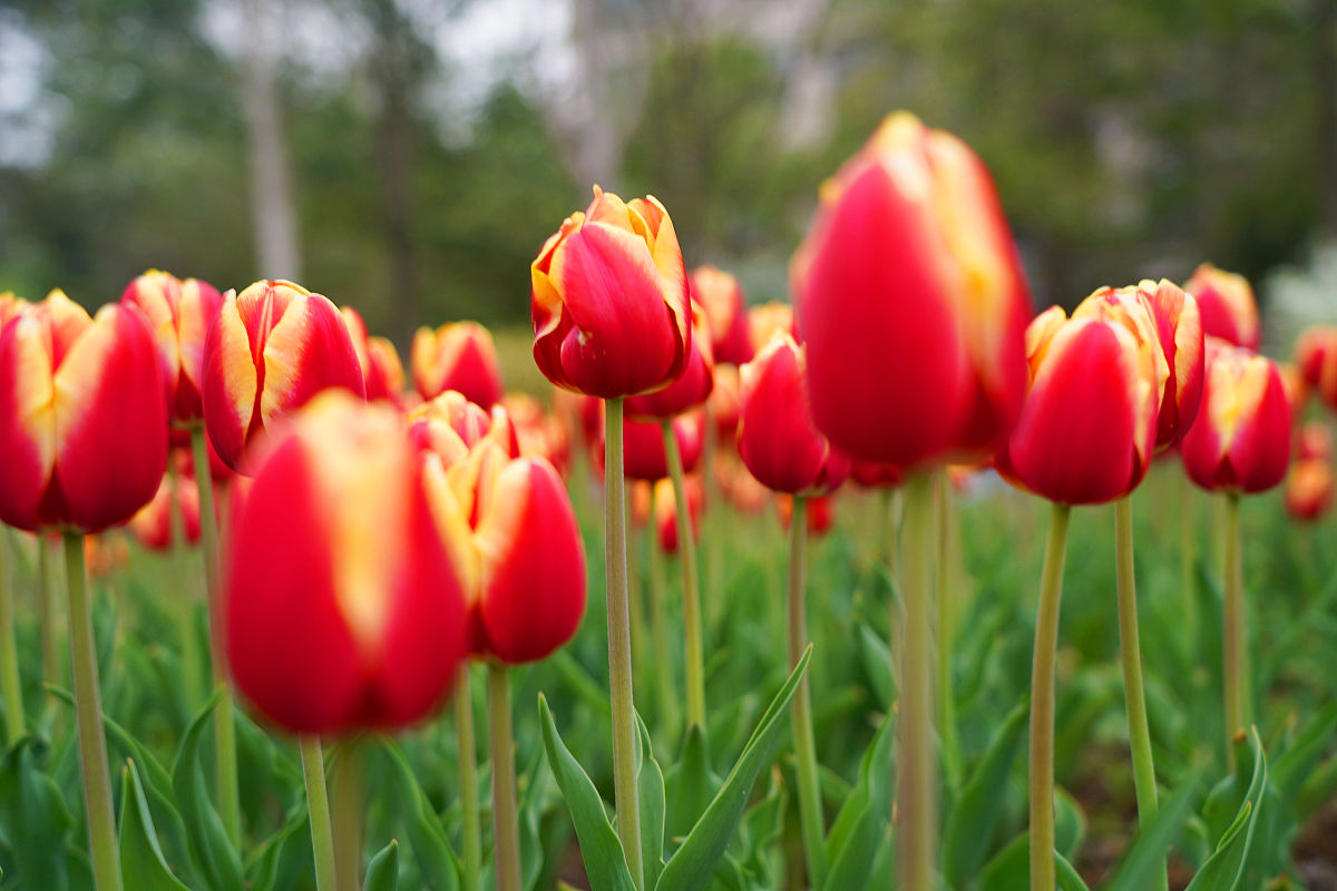 西北师范大学学前教育专业怎么样？