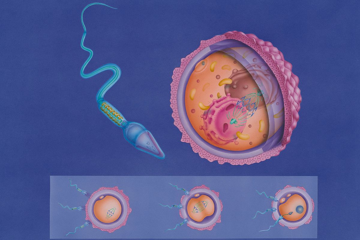 翻译：New 3D in vitro models representing multiple cell types andor tissue layers are not only helping to elucidate the physiological dynamics of complex biological processes within the reproductive trac