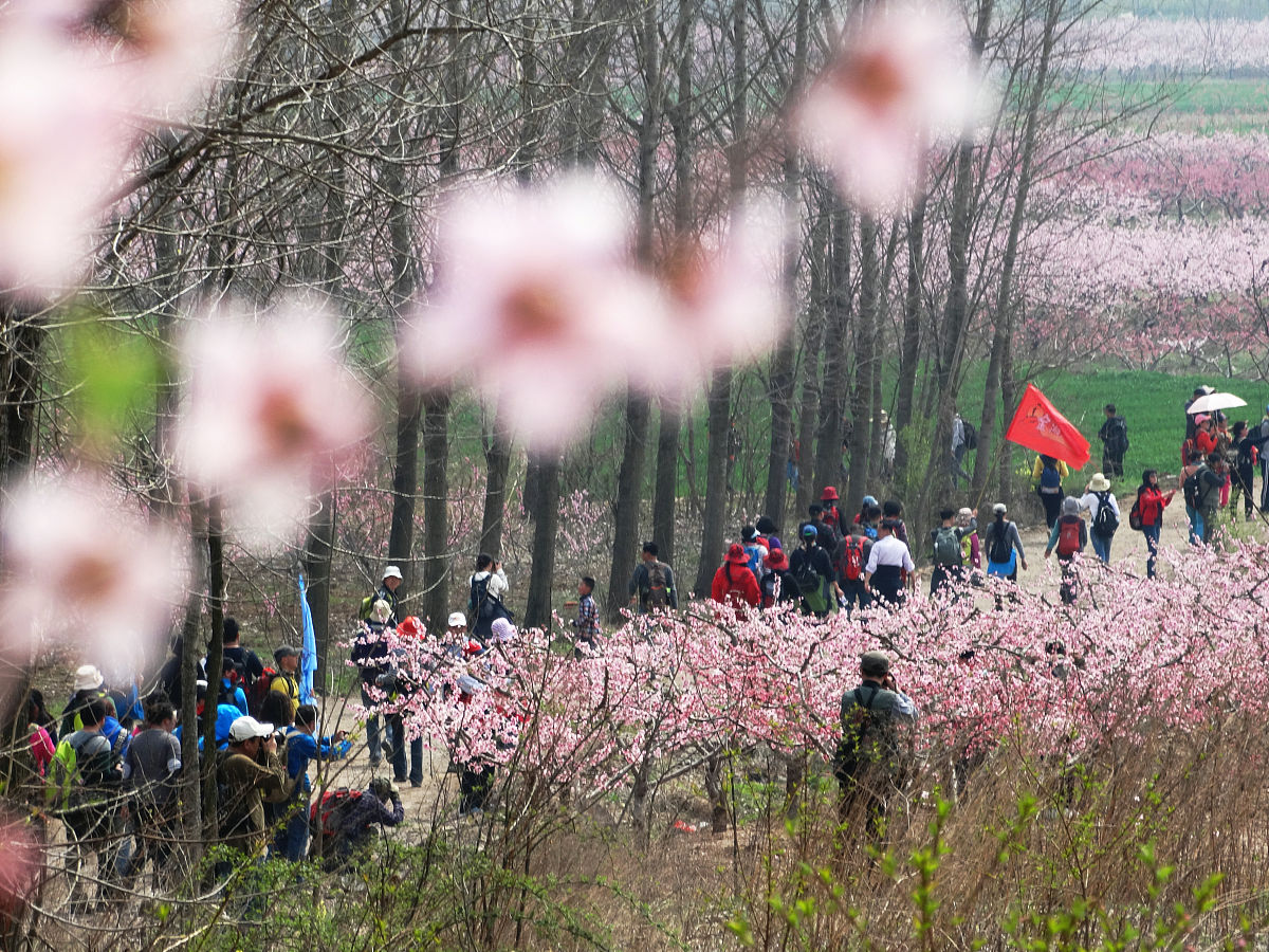 阜阳桃花村：探寻千年古村，欣赏绝美桃花