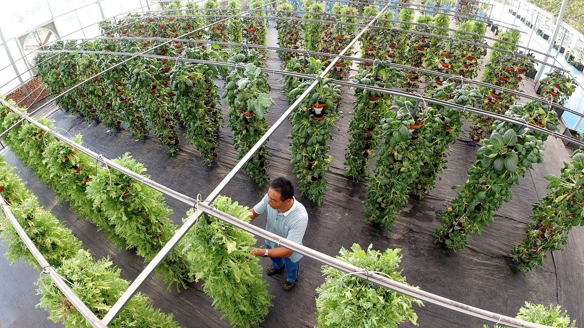 温室蔬菜悬吊栽培模式：高效节约空间的种植方式