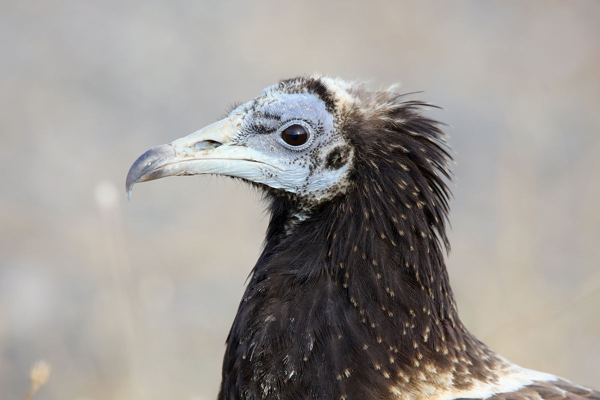 动物科学专业就业前景及就业方向 - 2023最新