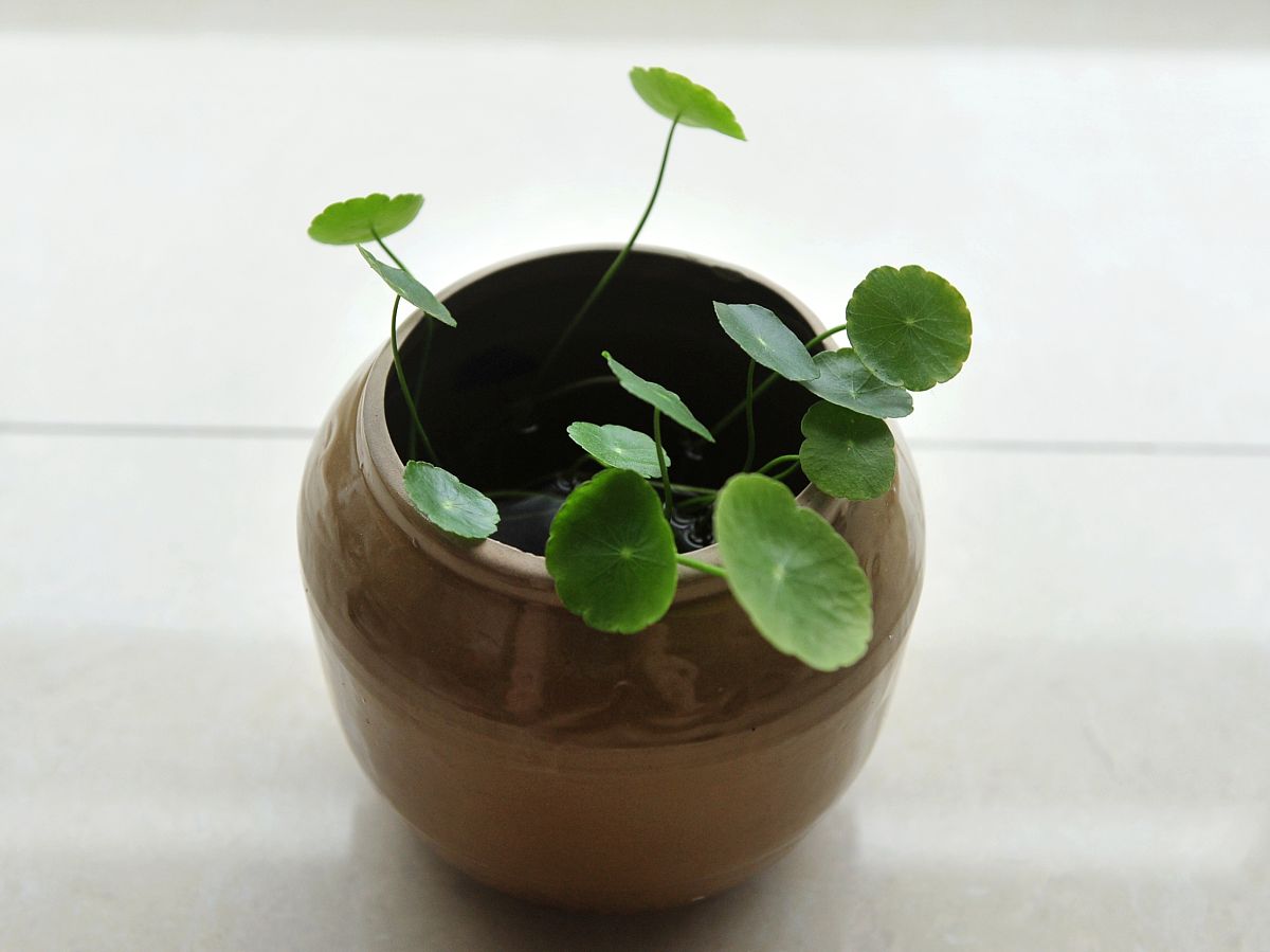 铜钱草水养：方法、施肥频率及养护指南