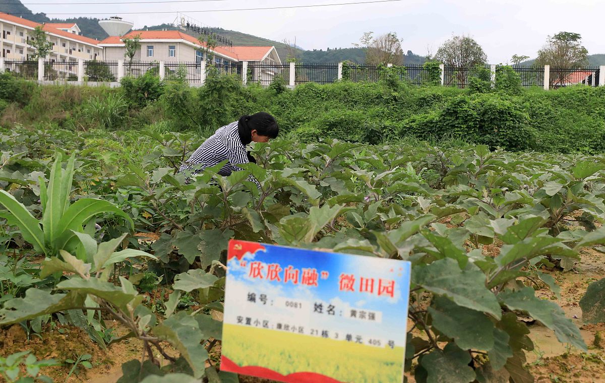 重庆北碚龙凤镇就业指南：农业、旅游、建筑、商贸机会解读
