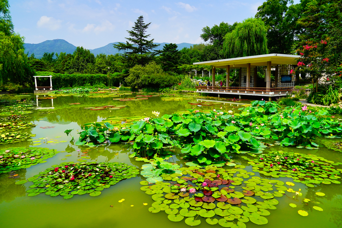 重庆园博园莲花池塘，如仙境般的美景摄影图