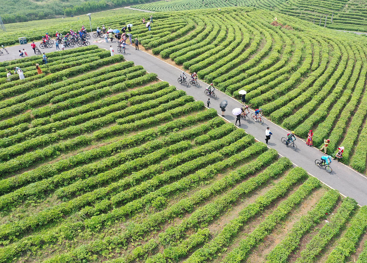 打造特色养生茶饮, 助推青城乡村振兴: 可持续发展方案