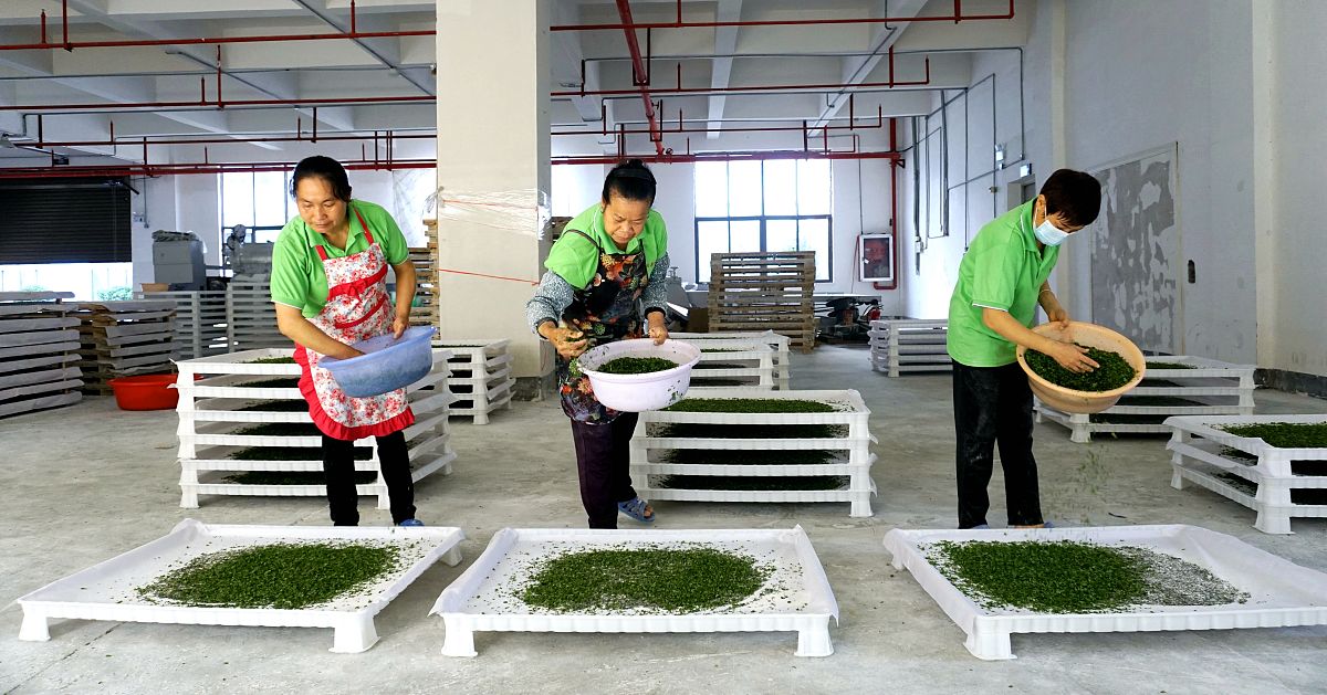 灵寿职业中学茶叶生产与加工专业怎么样