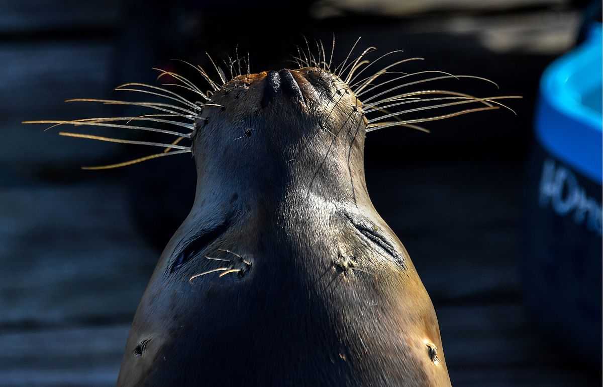 当地时间2019年10月31日,俄罗斯primorsky水族馆,海豹在水族馆接受培
