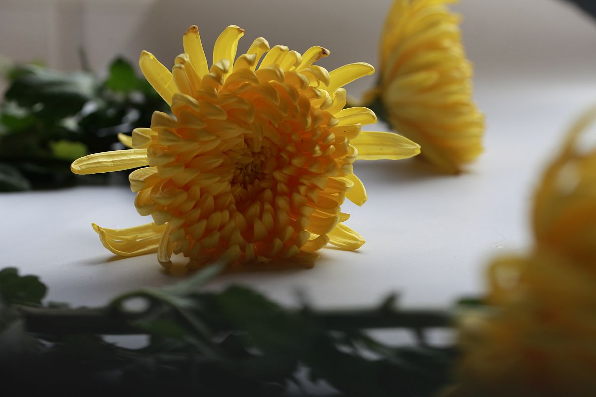 菊花的美学价值与功能作用：从艺术到健康