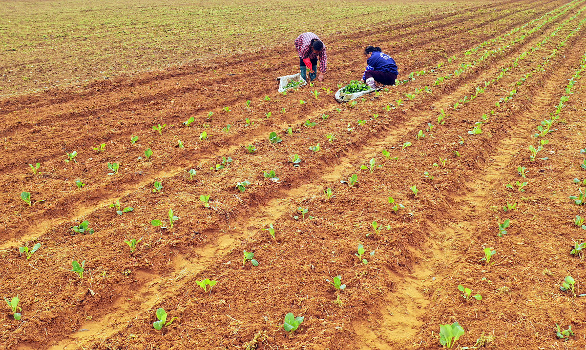 重庆第二农业幼师学校招生电话 - 2022年招生简章