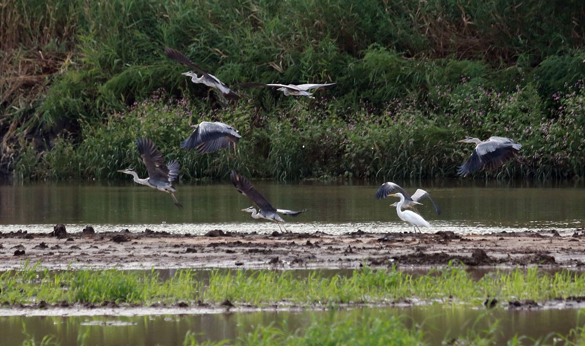 观鸟活动：积极影响与潜在问题