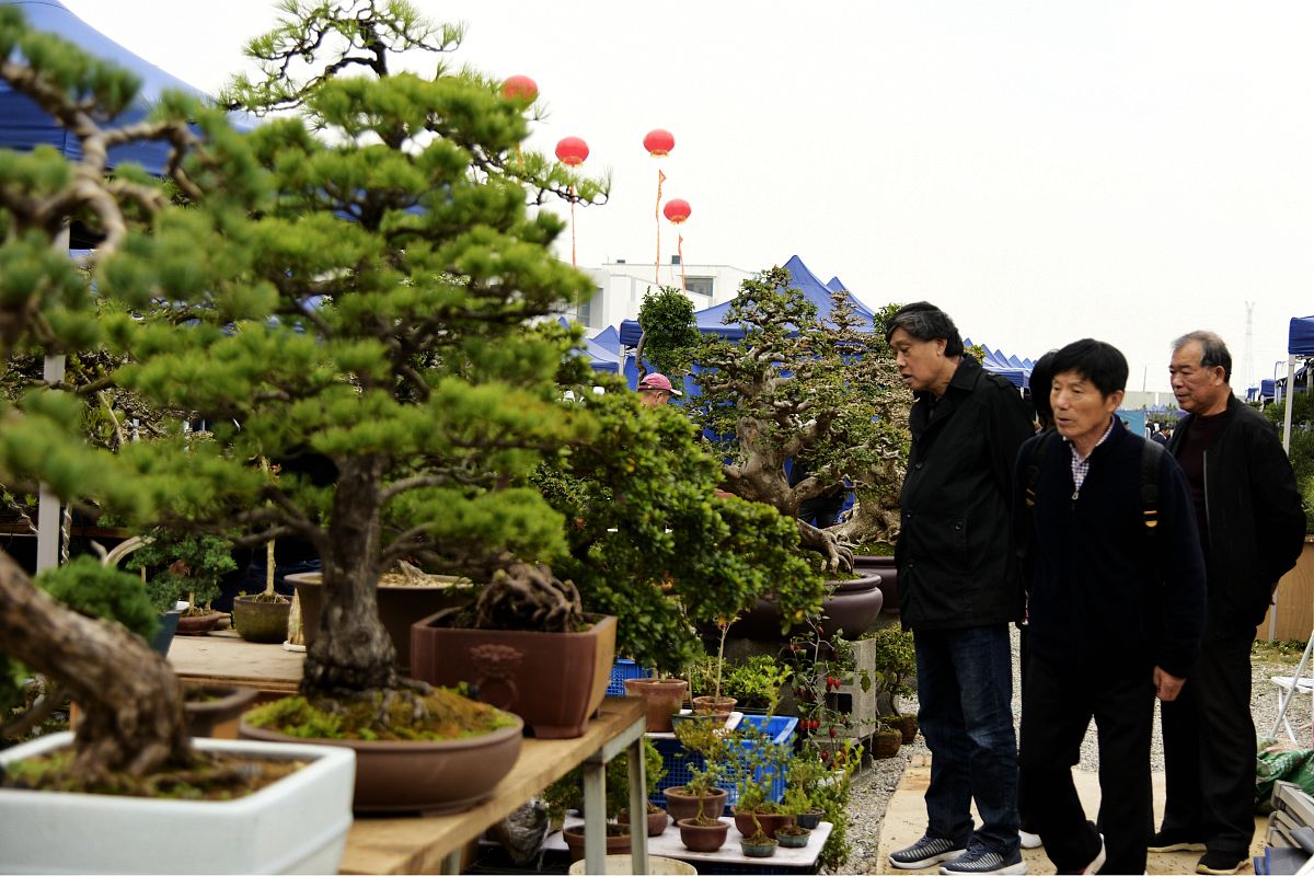 返乡创业种盆景，乡村工匠曹冠芳的致富路