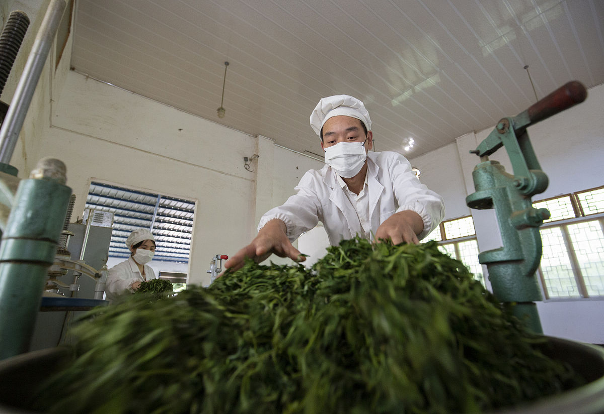 雷山县中等职业学校茶叶生产与加工专业就业方向有哪些怎么样