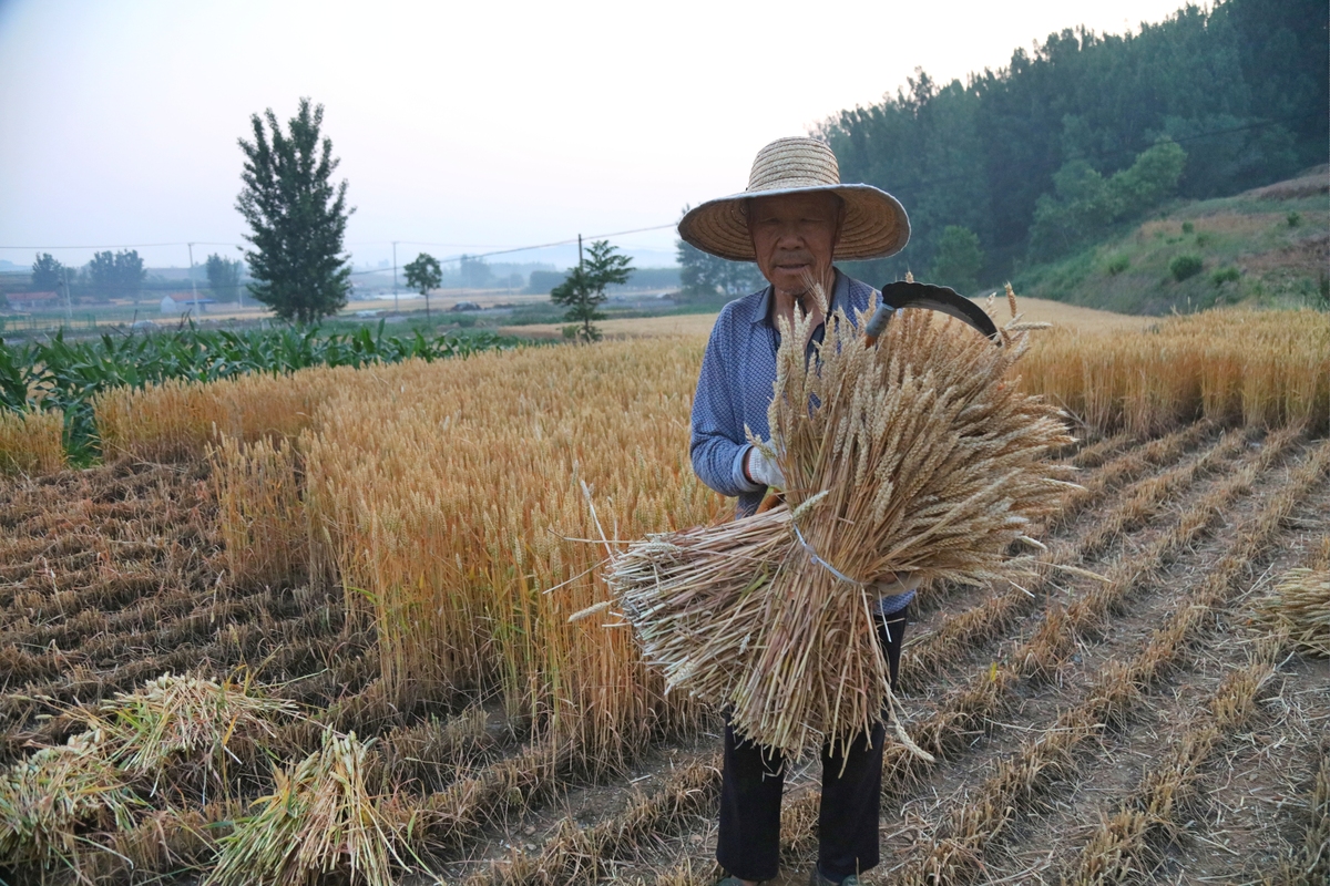 割谷子步骤：从准备到储存的完整指南