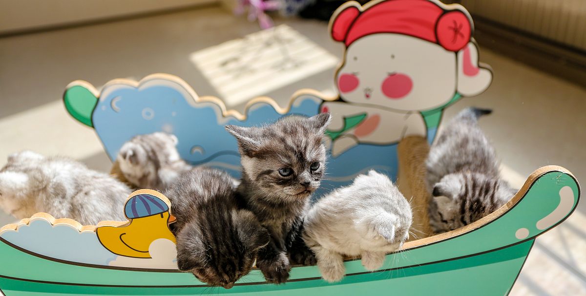 鸡泽职教中心2021年招生对象