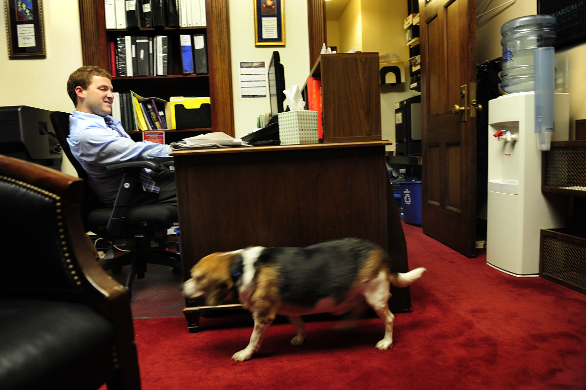 狗狗血小板数量低怎么办？原因、治疗、恢复过程详解