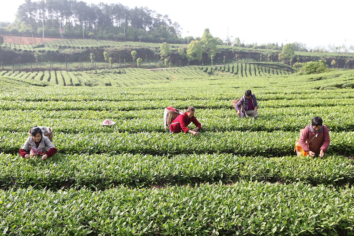 重庆农业学校就业率高吗？师资力量如何？