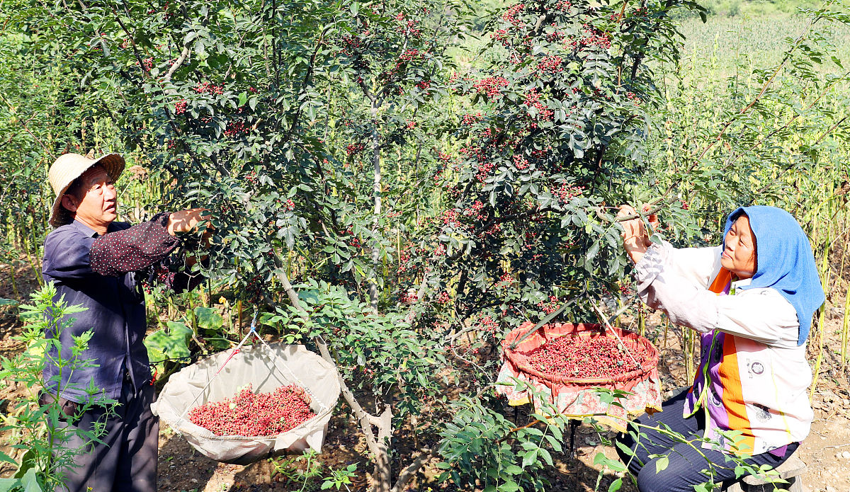 花椒采摘机器的创新处