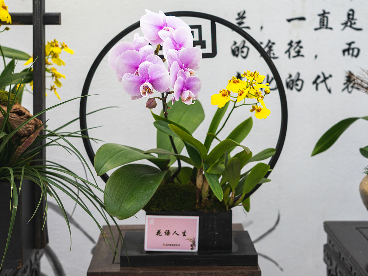 你是屈原你写一首关于君子兰的诗歌。