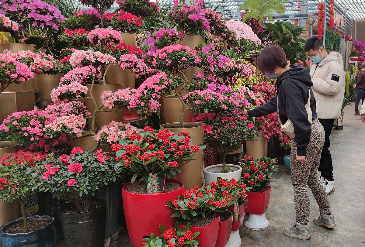 写一个抖音直播脚本：人设：农户 产品：杜鹃花盆栽 价格178