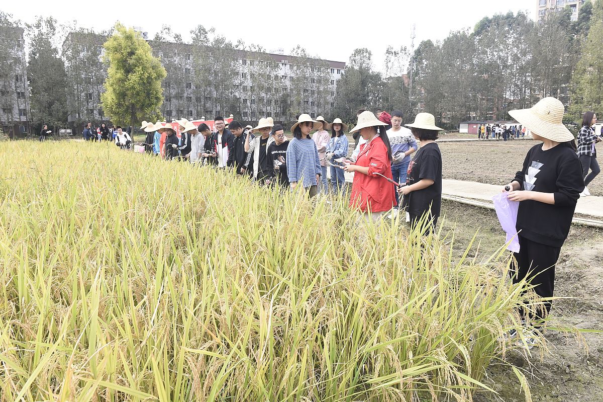 成都电商学校就业排名：哪所学校更值得选择？