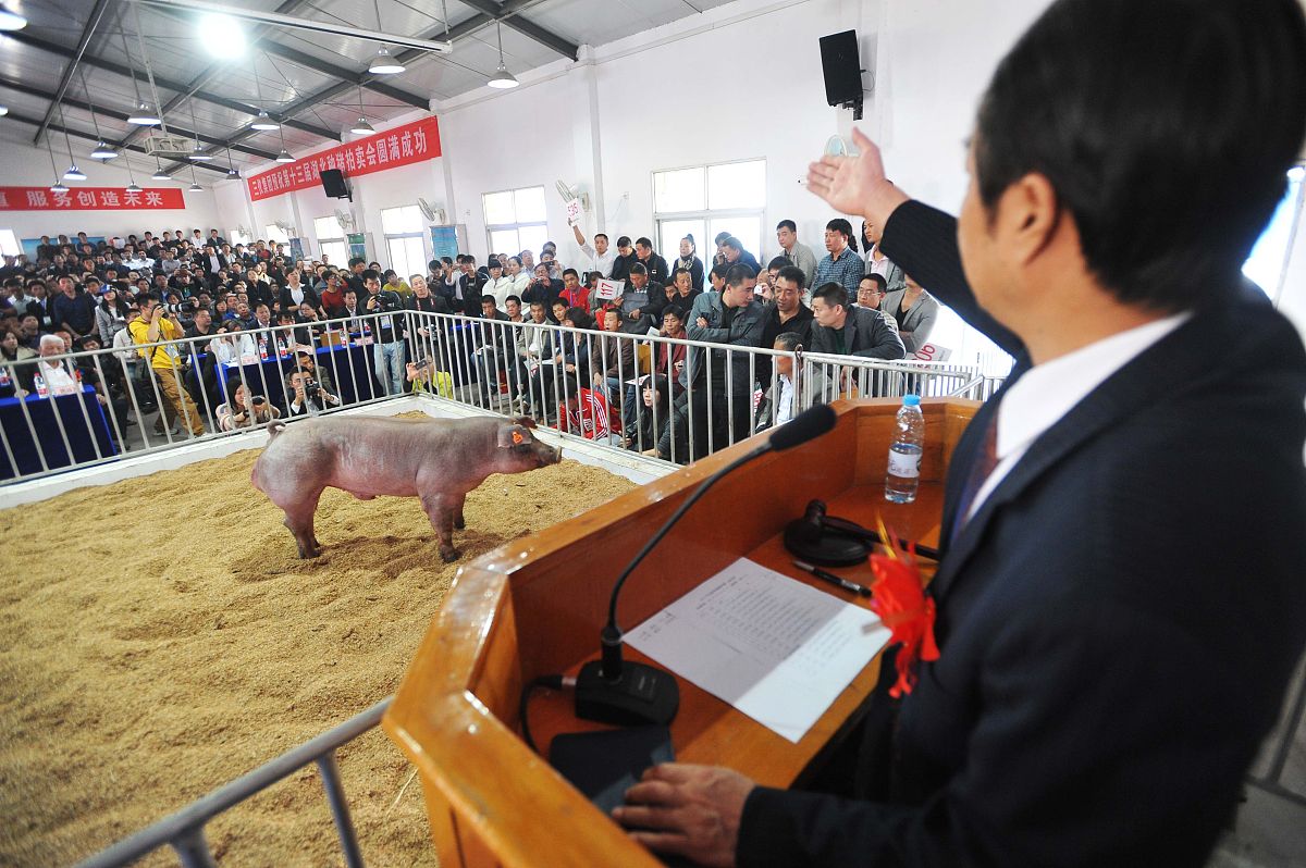 延安市生猪养殖业可持续发展建设中鼓励企业和农户合作以优化养殖规模的建议不少于800字。