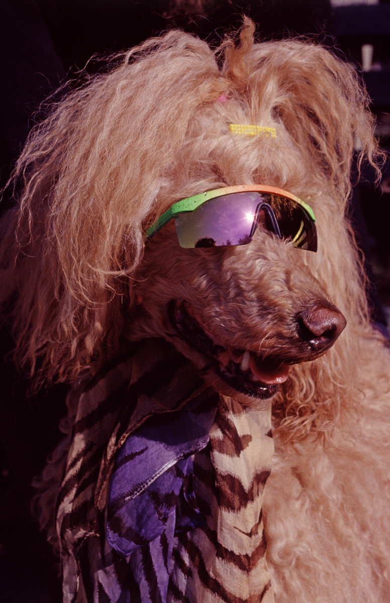 你好我是狗狗我抢到主人的手机了