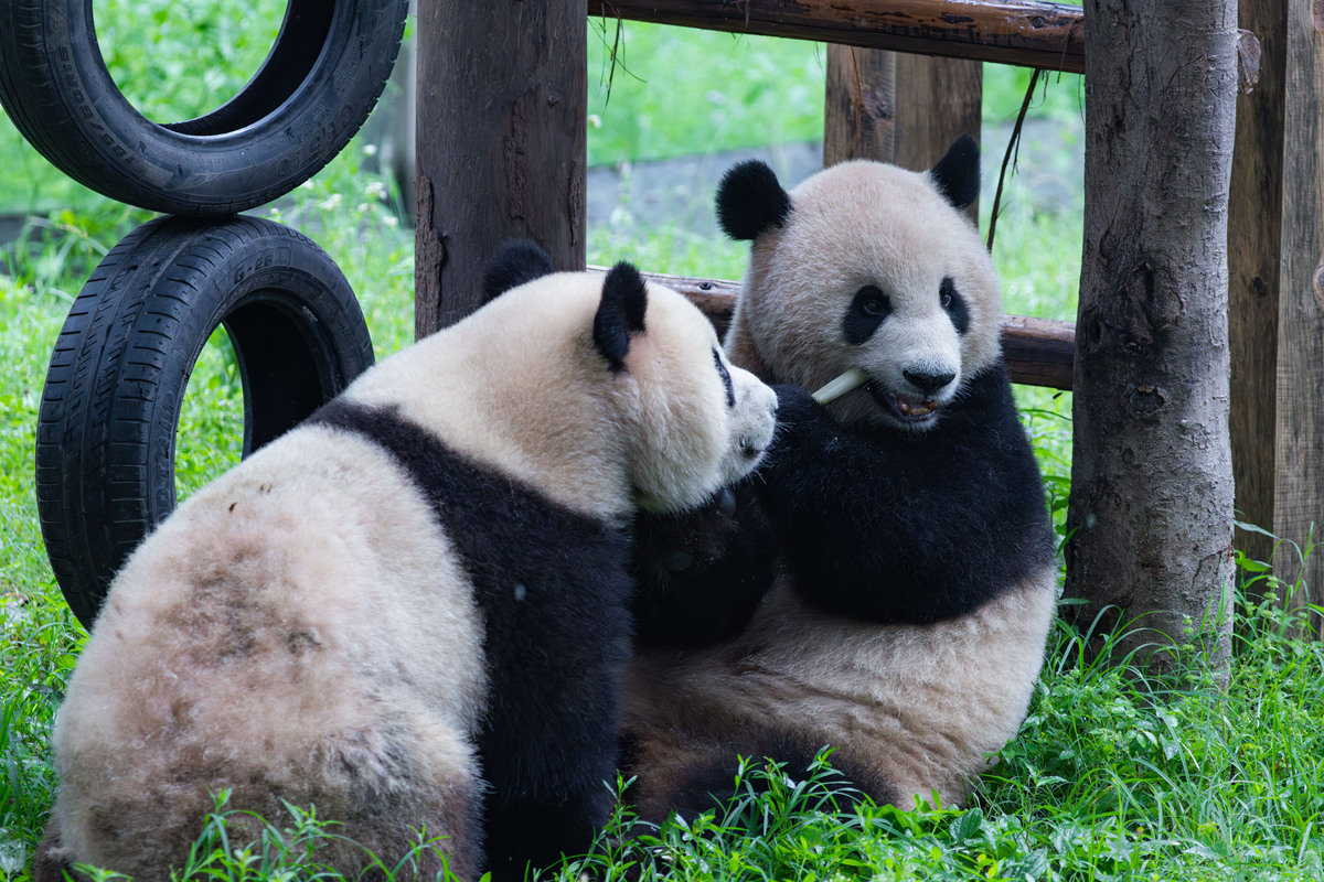 用My favorite animal is a panda续写一篇长度为十二句的中国小学3年级的英语短文