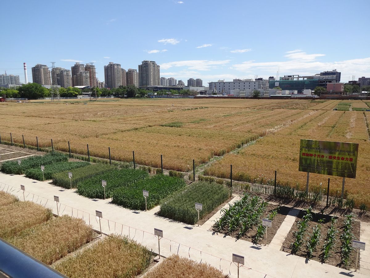 2021年6月5日,北京,芒种节气,中国农业科学院试验田麦浪滚滚成靓丽风