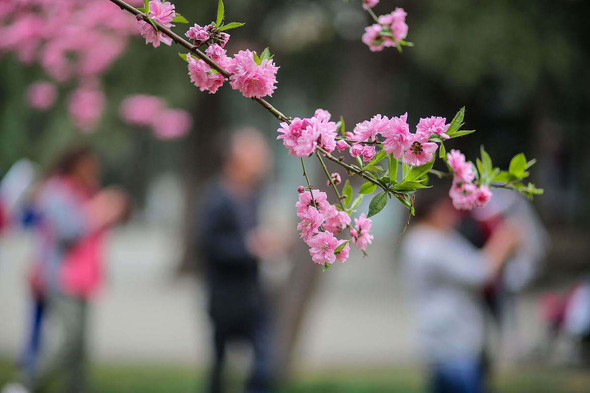 春天的美好：感受生命活力和无限可能