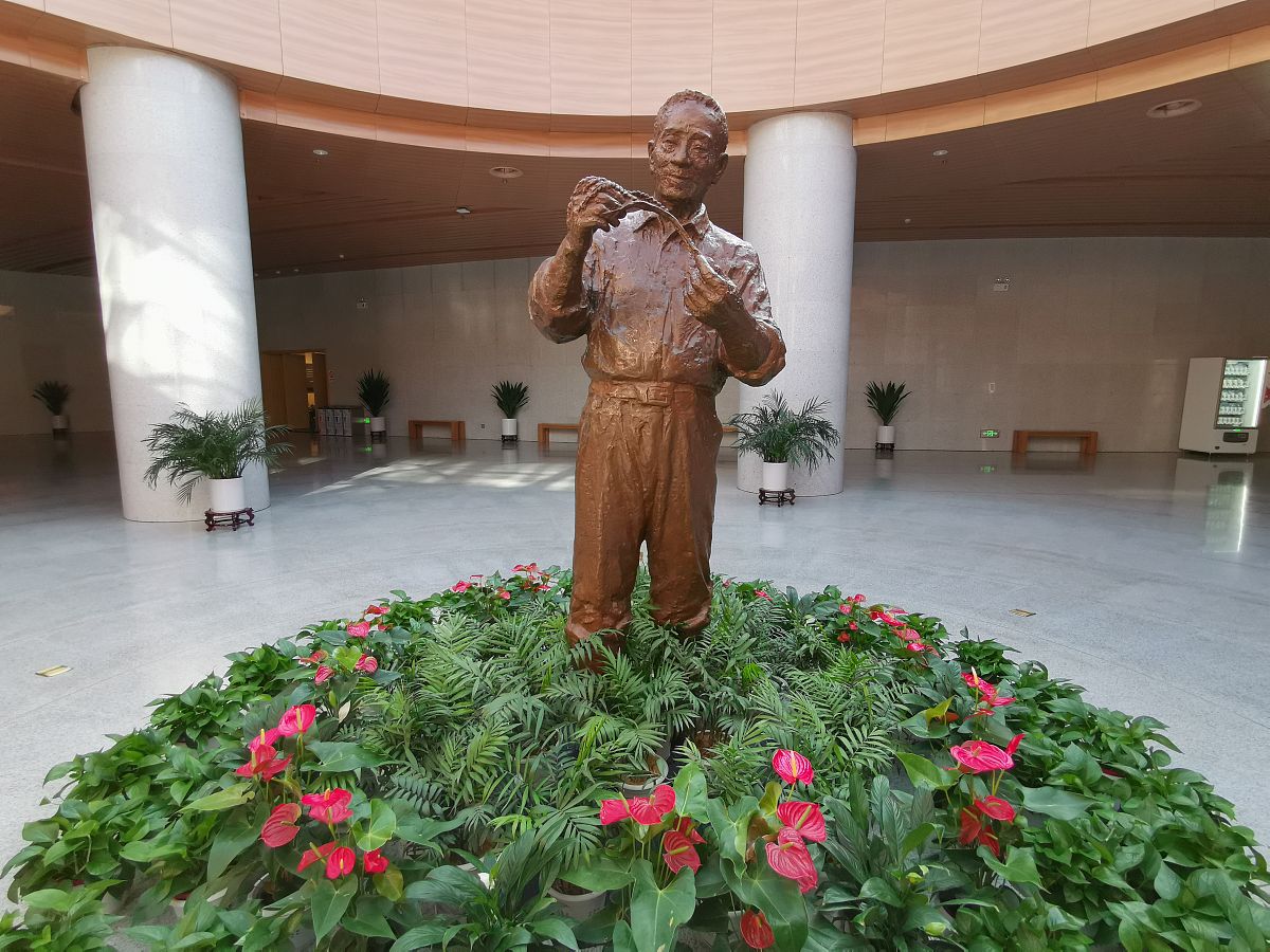 2019年11月19日,湖南长沙,隆平水稻博物馆.袁隆平塑像
