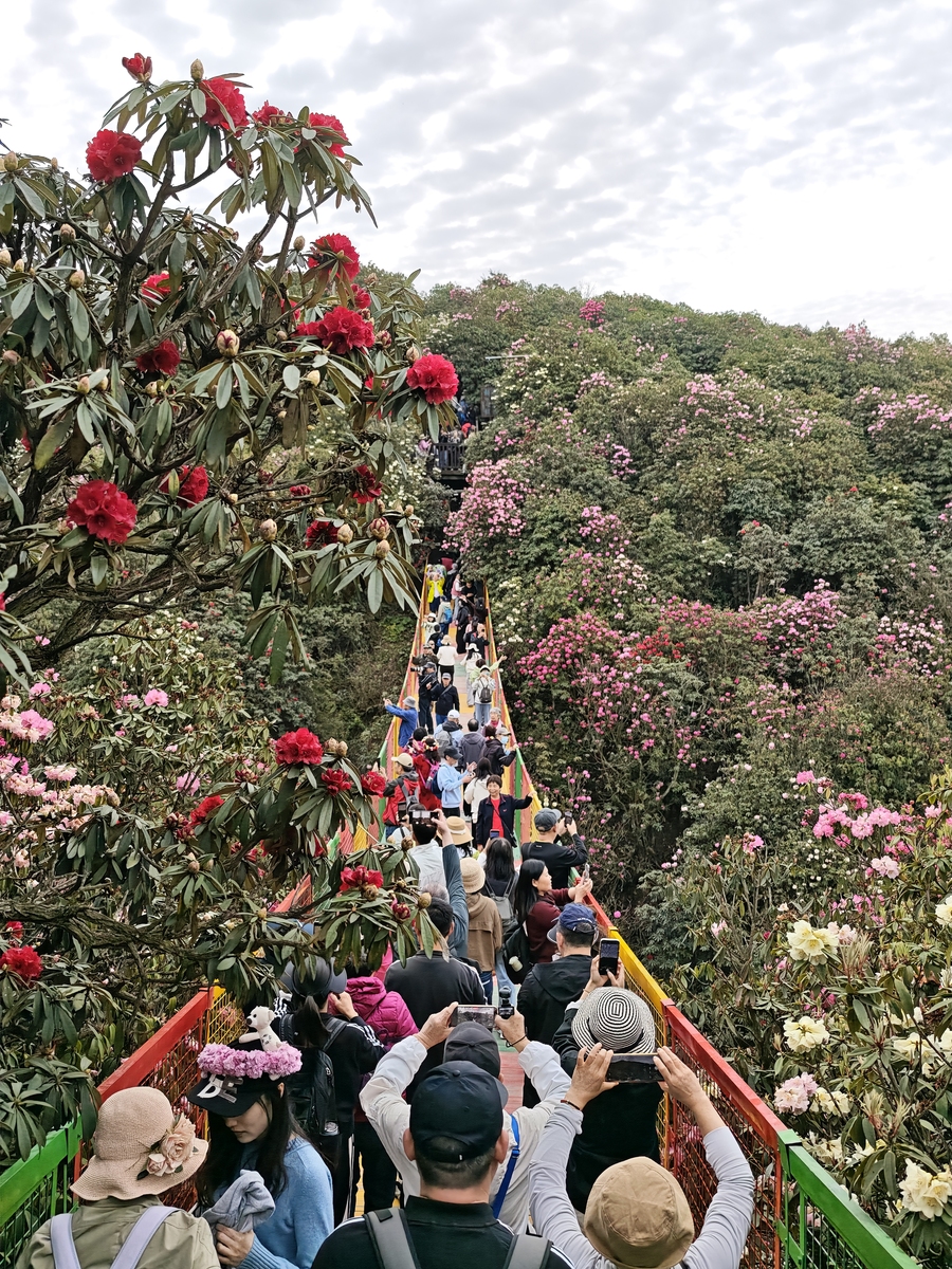 4月23号去看百里杜鹃好吗下冰雹有花吗帮我用200字详细描述