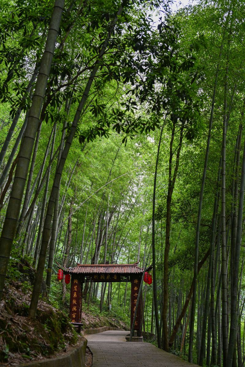 福建石狮竹海游记：探秘绿意盎然，体验竹文化魅力