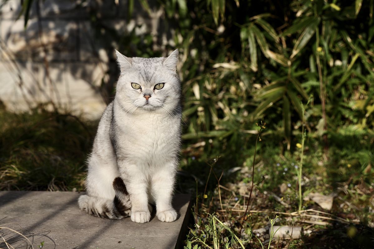 宠物趣事：分享狗狗、猫咪、小鸟等宠物的搞笑行为