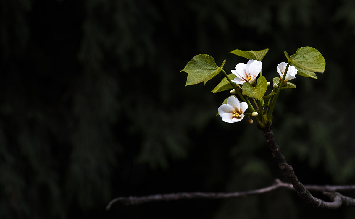 成都金堂卫生学校专业设置介绍：医学、护理、口腔等多个领域