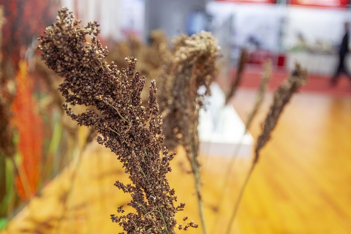 高粱是什么颜色的？最常见的是什么颜色？