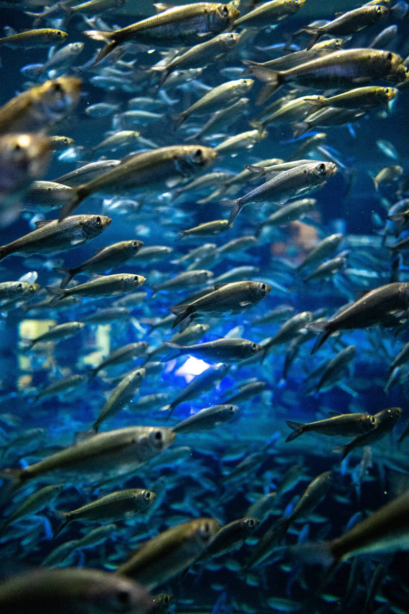 壁纸 海底 海底<strong>世界</strong> 海洋馆 水族馆 桌面 800_1200 竖版 竖屏 手机