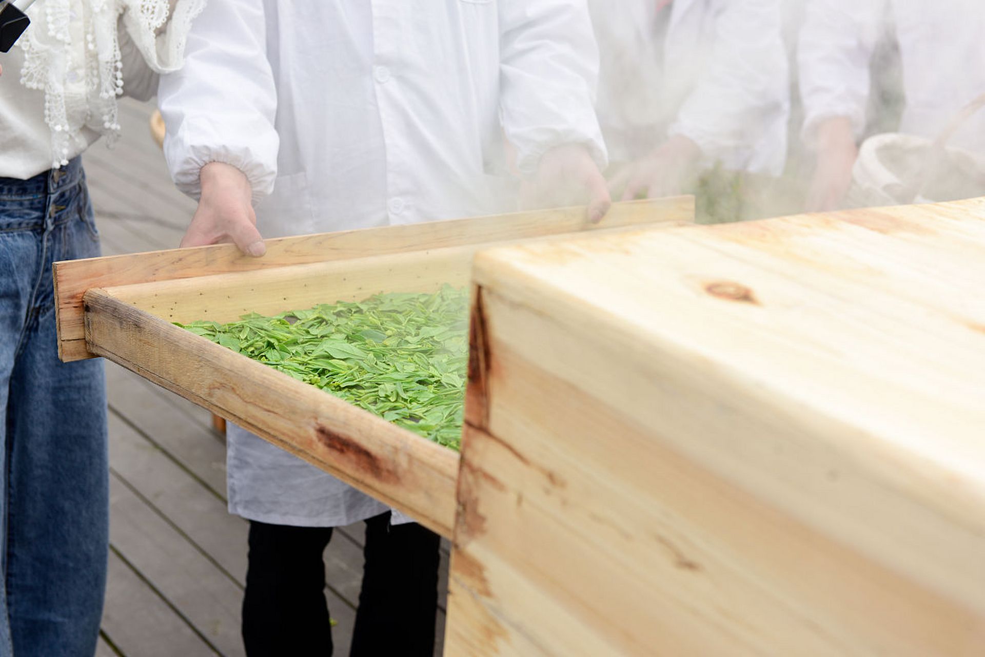 湖北名茶恩施玉露是我国现存的唯一一种以蒸汽杀青的针形绿茶,其制作