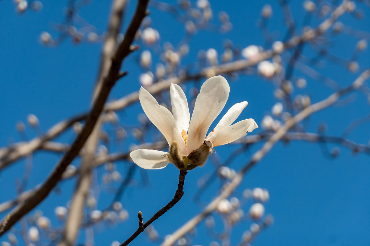 2021年2月18日,上海,人民广场西藏中路附近的白玉兰成片盛开,洁白的花