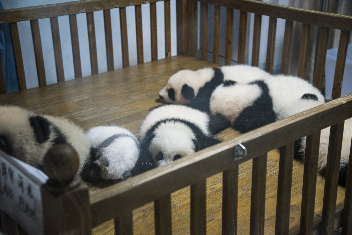 大熊猫丫丫年龄：7岁（2021年5月）