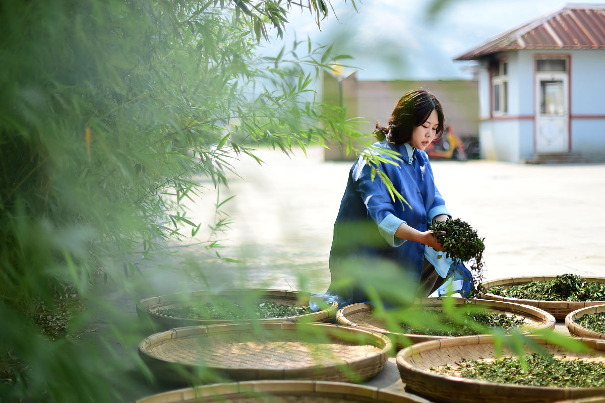贵州经贸职业技术学院专业介绍：茶文化专业值得学吗？