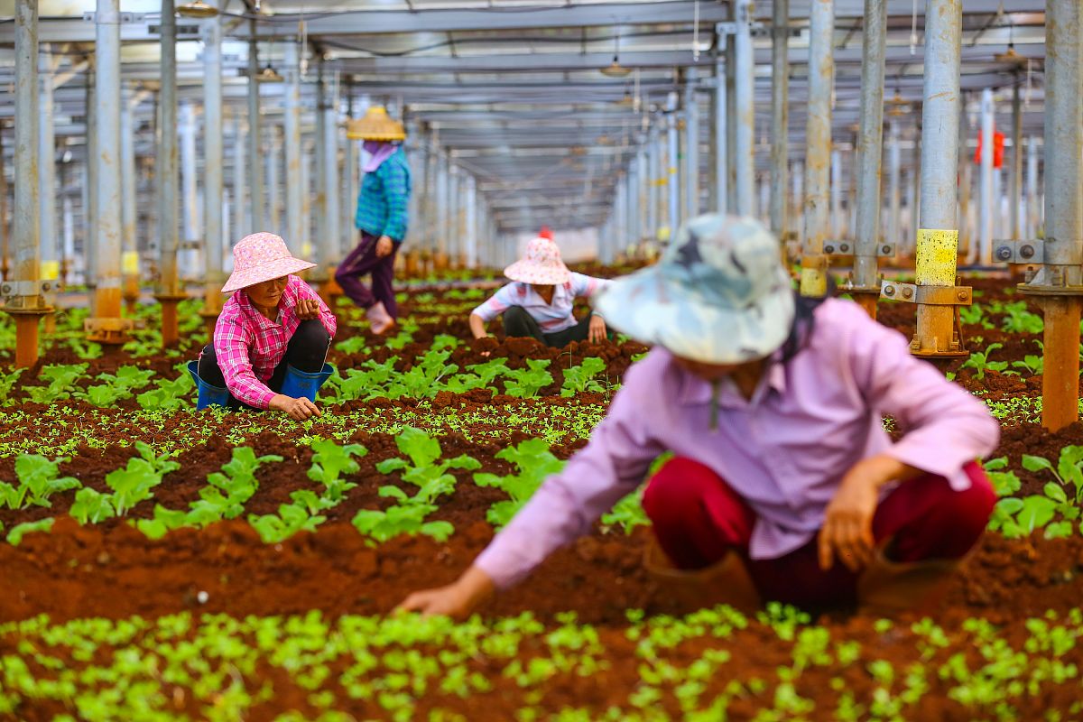 临沧市农业学校烟草栽培与加工专业涉及哪些课程