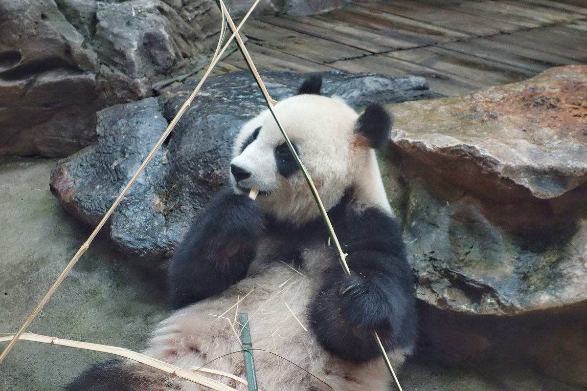 大熊猫吃什么竹子？解密国宝的食谱