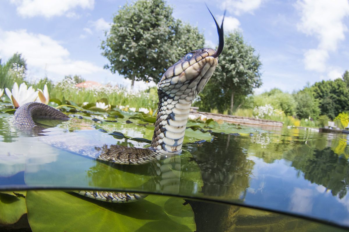 小鱼：可爱高中生的日常聊天记录