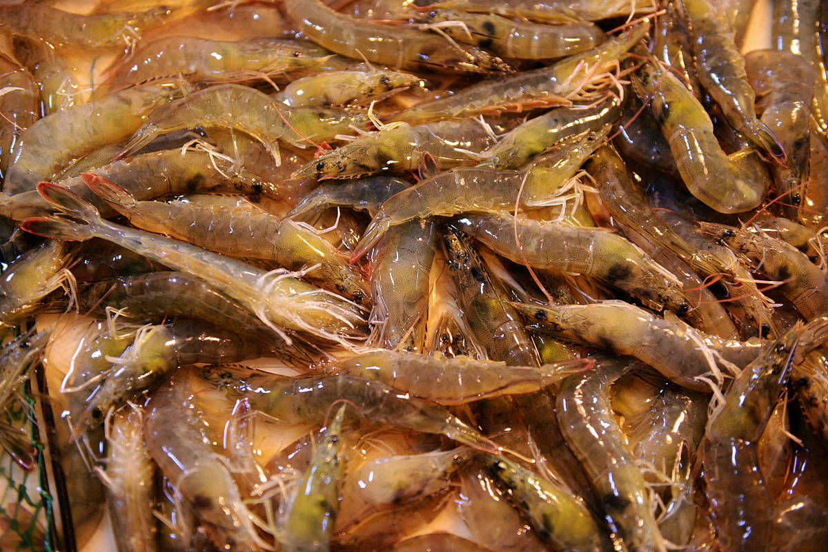 山东的大虾多少钱一斤