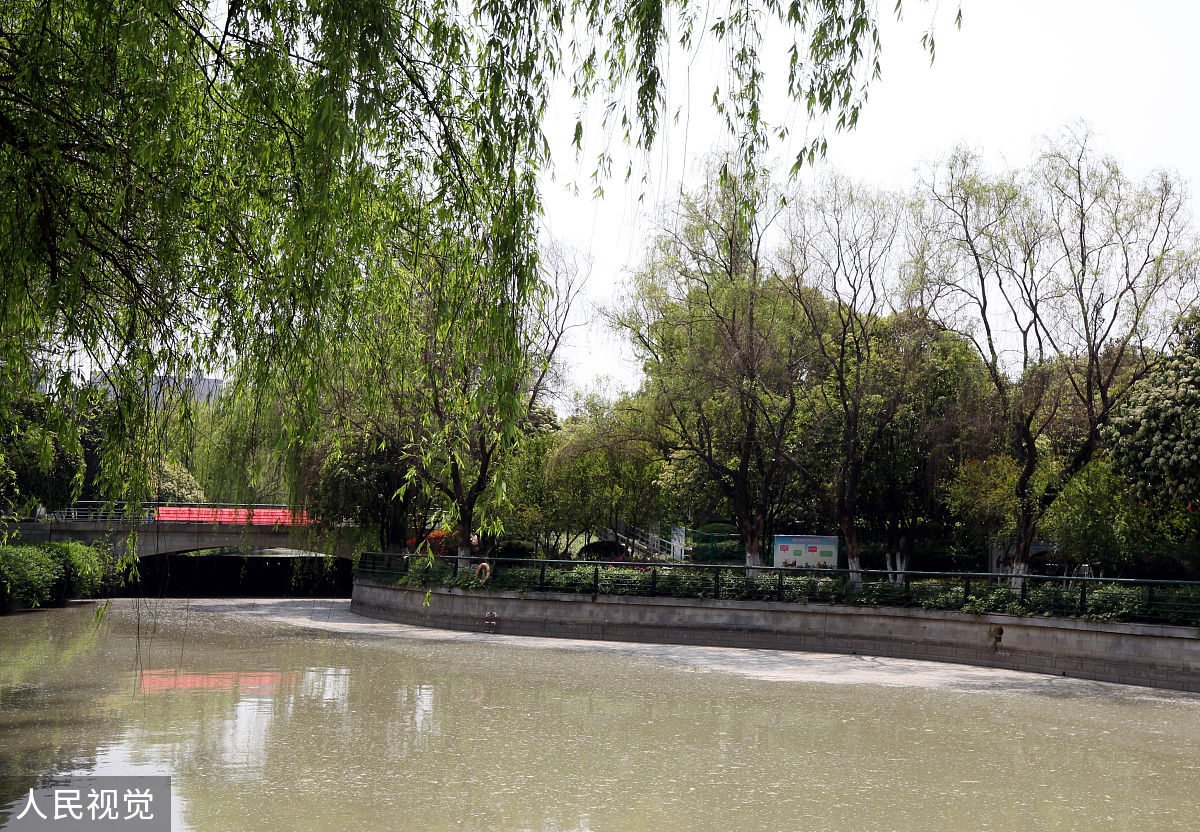 滨河东区柳絮泛滥，影响居民健康！