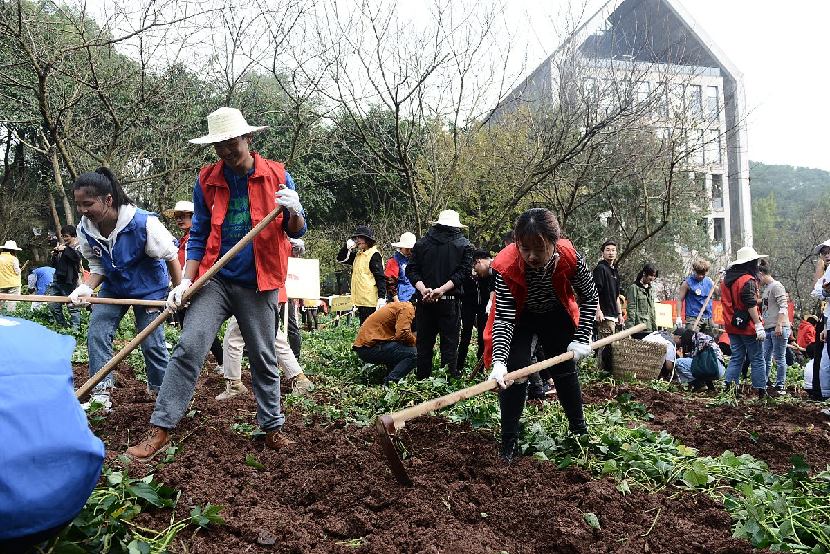 重庆交通职业学院高速铁路施工与维护专业课程设置深度解析