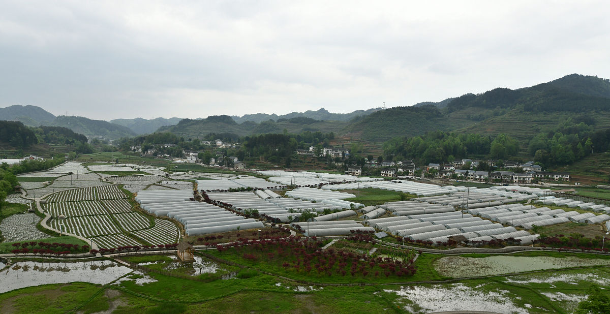 从外地人才难引进、引进人才难留住方面分析乡村振兴背景下武隆区农业人才缺乏问题自行添加数据不少于500字。